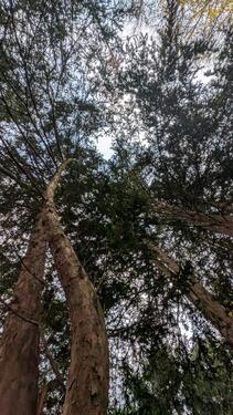 Foto - FreizeitgrundstückWaldGartenfläche 97993 Creglingen