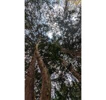 FreizeitgrundstückWaldGartenfläche 97993 Creglingen