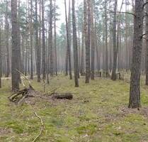 Auktion - Vertragsfreie Waldfläche am östlichen Ortsrand von Borkwalde - Brück
