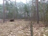 Foto - Auktion - Vertragsfreie Waldfläche unweit des Ortskerns von Borkwalde