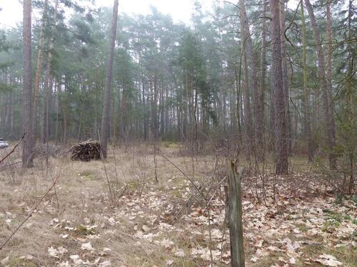 Foto - Auktion - Vertragsfreie Waldfläche unweit des Ortskerns von Borkwalde
