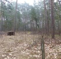 Auktion - Vertragsfreie Waldfläche unweit des Ortskerns von Borkwalde - Brück