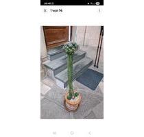 San Pedro mit Pfropf Peyote Lophophora williamsii - Wiesentheid