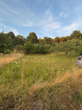 Foto - Wiese Garten Stückele Obstwiese