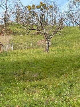 Foto - Gartengrundstück mit herrlichem Ausblick 800 QM