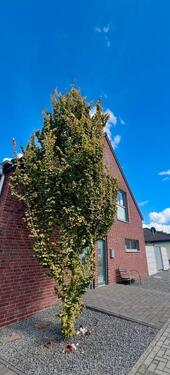 Foto - Gussek Premiumhaus mit Energieklasse A, Designküche & Toplage