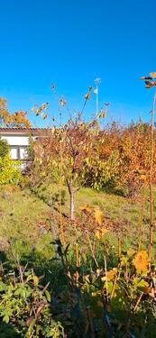 Foto - Kleingarten Kga Goldwiese - 1.400,00&nbsp;EUR Kaltmiete, ca.&nbsp; 0,00&nbsp;m&sup2;