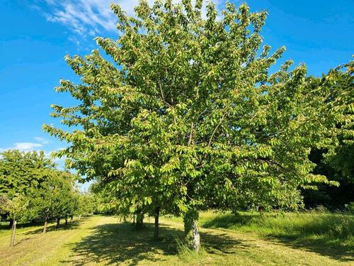 Foto - FreizeitgrundstückWieseGartenStückle in Gemmrigheim zur Pacht