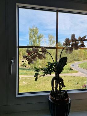 Foto - 4 Zimmer Einfamilienhaus in Bad Freienwalde (Oder)