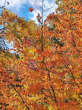 Foto - 4 Zimmer Etagenwohnung zum Kaufen in Baden-Baden