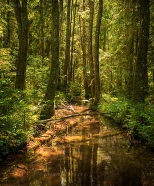 Foto - Wald in Wilflingen - 3,00 EUR Kaltmiete, ca.  0,00 m²
