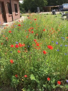 Foto - Erdgeschoßwohnung in Wrestedt zur Miete