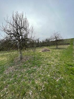 Foto - Streuobstwiese in Kirchheim am Neckar zu verpachten