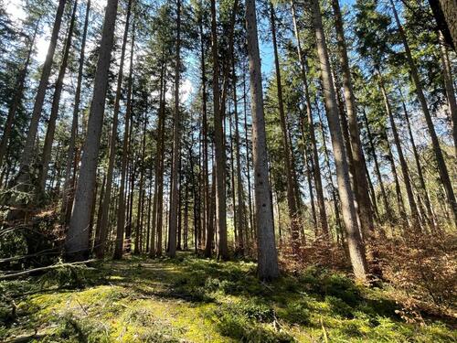 Foto - Waldgrundstück - 5,00&nbsp;EUR Kaltmiete, ca.&nbsp; 0,00&nbsp;m&sup2;