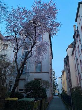 Foto - 3 Zimmerwohnung in Frankfurt Nordend provisionsfrei zu verkaufen
