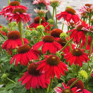 Foto - Pachtgarten - 4.500,00&nbsp;EUR Kaltmiete, ca.&nbsp; 0,00&nbsp;m&sup2;