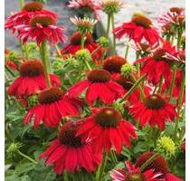 Pachtgarten - 4.500,00&nbsp;EUR Kaltmiete, ca.&nbsp; 0,00&nbsp;m&sup2; in Waren (Müritz) (PLZ: 17192)