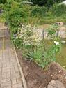 Foto - Pachtgarten - 2.400,00 EUR Kaltmiete, ca.  0,00 m²