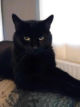 Foto - Weihnachts Wunsch für 3 liebe Menschen