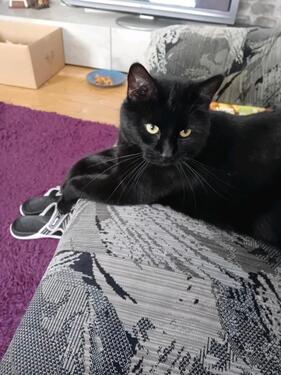 Foto - 4 Zimmer Einfamilienhaus zur Miete in Zittau