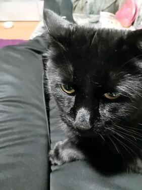 Foto - 4 Zimmer Einfamilienhaus in Zittau