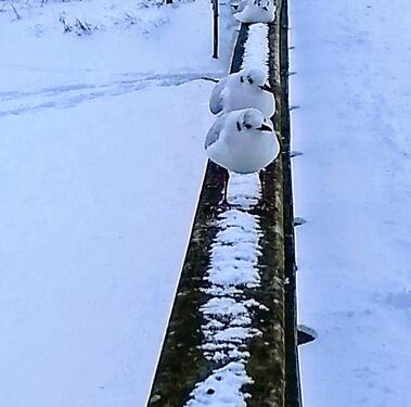 Foto - Erholsame Wintertage an der Ostsee