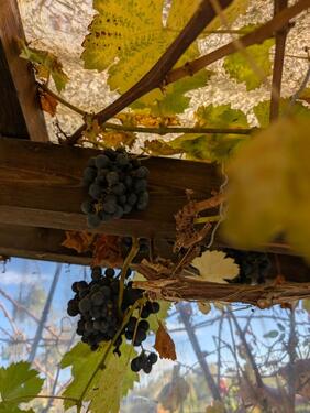 Foto - Grundst&uuml;ck zur Miete in Greifswald