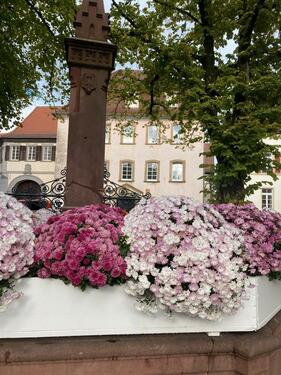 Foto - 2-Zimmerwohnung möbl. Bad Wimpfen Altstadt