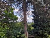 Foto - Bauplatz bzw. Gartengrundstück in Schwarzenbach - ca. 760 qm