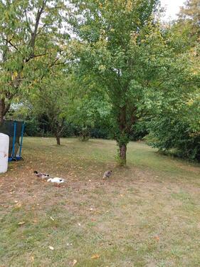 Foto - Freizeit Garten verpachten mieten