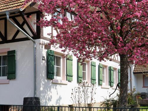 Foto - Charmante Ferienwohnung Lahr Schwarzwald Region Europapark