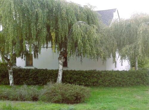 Foto - Haus zur Miete in Seenähe bei Senftenberg