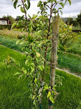 Foto - Kleingarten (400 qm) KGV Schillerteich, Festpreis 4500