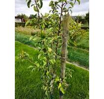 Kleingarten (400 qm) KGV Schillerteich, Festpreis 4500 - Wolfsburg Detmerode