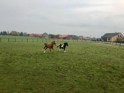 Foto - Grundstück in Hankensbüttel zur Miete