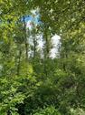 Foto - Freizeitgrundstück im Außenbereich für Waldliebhaber und Ofenbetreiber!!