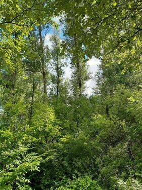 Foto - Freizeitgrundstück im Außenbereich für Waldliebhaber und Ofenbetreiber!!