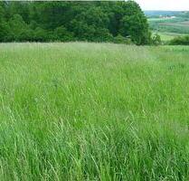 Wiese zu verpachten Grünland Weideland umzäunt - Nieheim