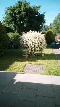 Foto - 5 Zimmer Einfamilienhaus in Hohenmölsen