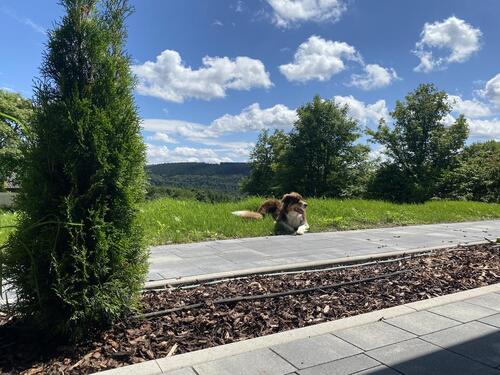 Foto - 2 Zimmer Terrassenwohnung zur Miete in Winterberg