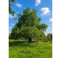 550 m2 Streuobstwiese Garten in Seulberg zu verpachten - Frankfurt am Main Ginnheim
