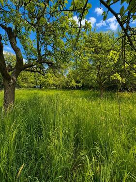 Foto - 777m2 Garten in Seulberg zu verpachten