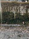 Foto - andere zur Miete in Weingarten