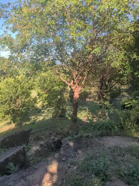 Foto - andere in Steinach