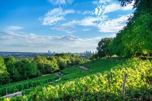 Foto - Reisemobilstellplatz im Rhein-Main-Gebiet zu verpachten