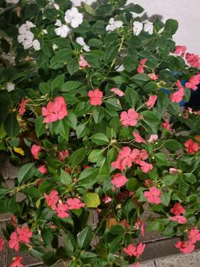 Foto - WG Wohnung in Groß Gerau - 400,00&nbsp;EUR Kaltmiete, ca.&nbsp; 55,00&nbsp;m&sup2;