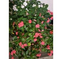 WG Wohnung in Groß Gerau - 400,00&nbsp;EUR Kaltmiete, ca.&nbsp; 55,00&nbsp;m&sup2; in Groß-Gerau (PLZ: 64521)