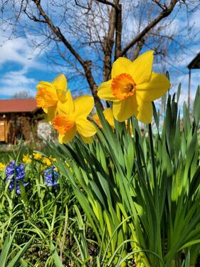 Foto - Grundst&uuml;ck zur Miete in Dresden