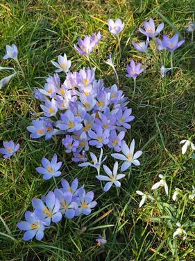 Foto - Grundst&uuml;ck in Dresden