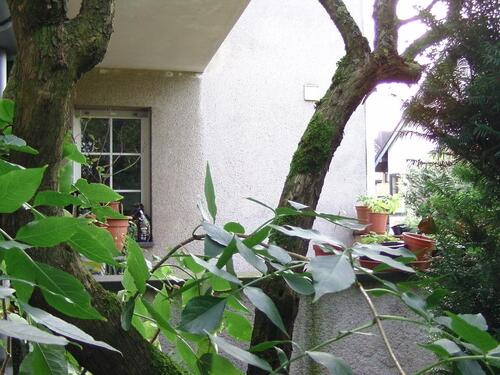 Foto - Erdgeschoßwohnung in Köln zum Kaufen